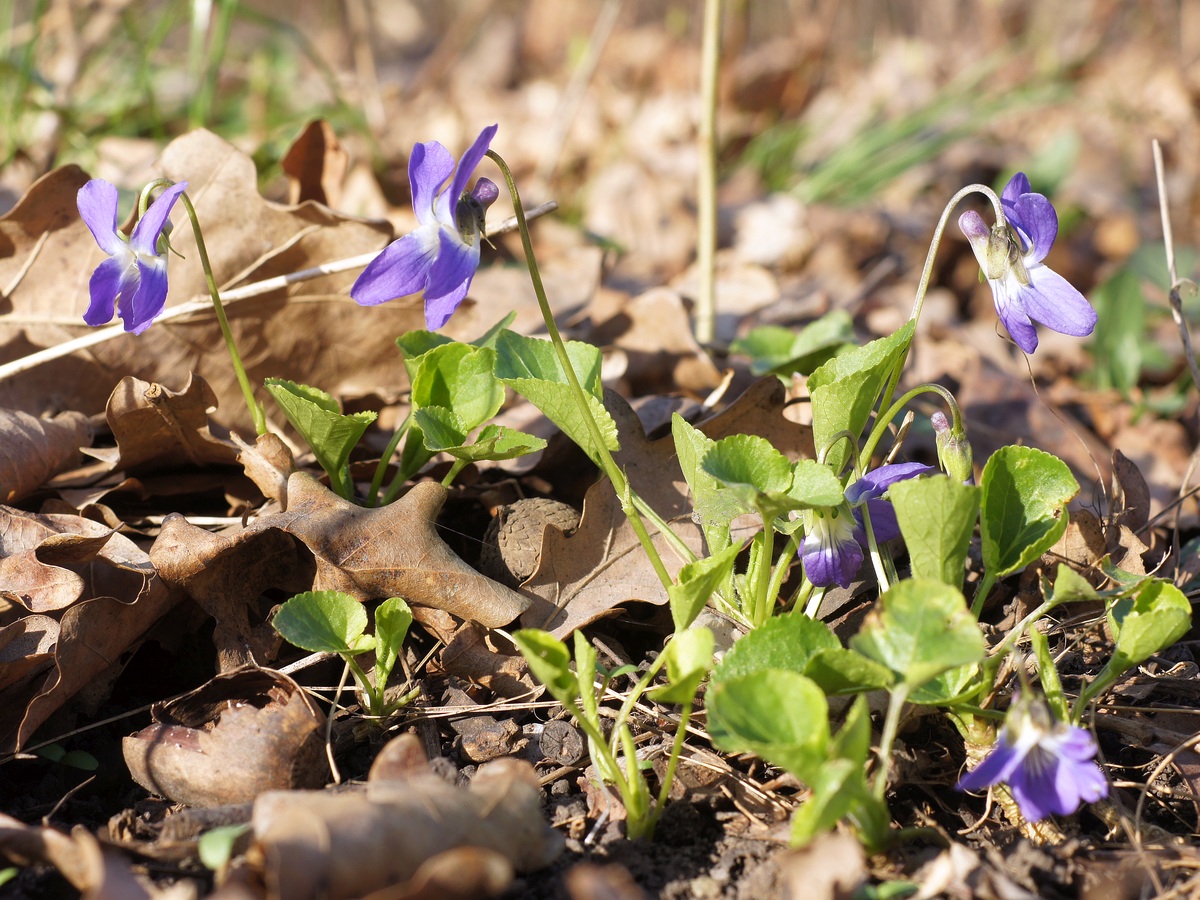 Изображение особи род Viola.