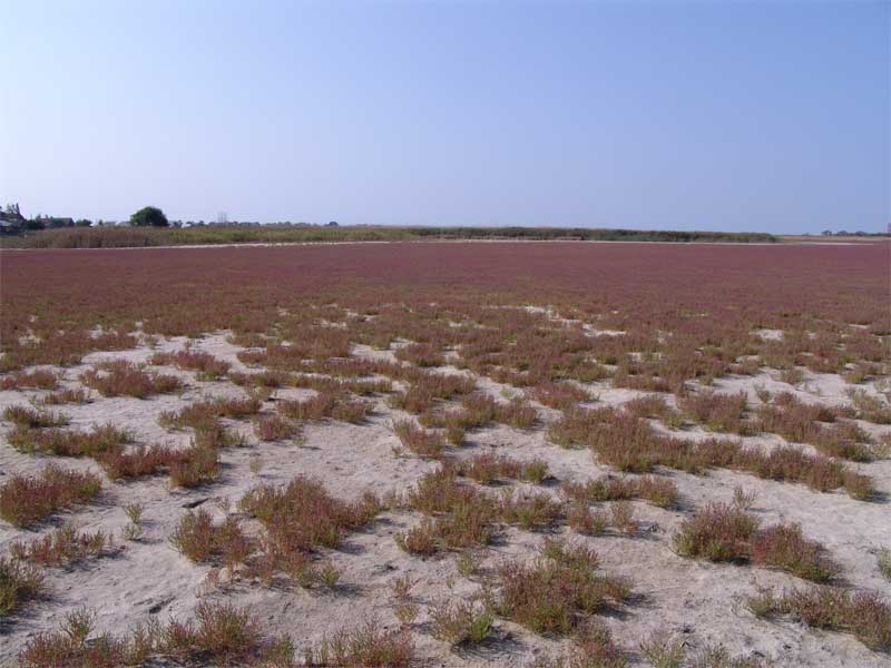 Изображение особи Salicornia perennans.