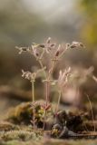 Cerastium schmalhausenii. Цветущее растение с завязавшимися плодами. Ростовская обл., Тарасовский р-н, гора Городище, каменисто - песчаная степь. 23.04.2023.