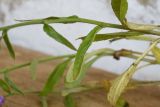 Campanula hohenackeri variety darialica. Часть генеративного побега. Республика Ингушетия, Джейрахский р-н, рядом с альплагерем \"Кязи\"; выс. 1980 м н.у.м., луг. 22 июля 2022 г.