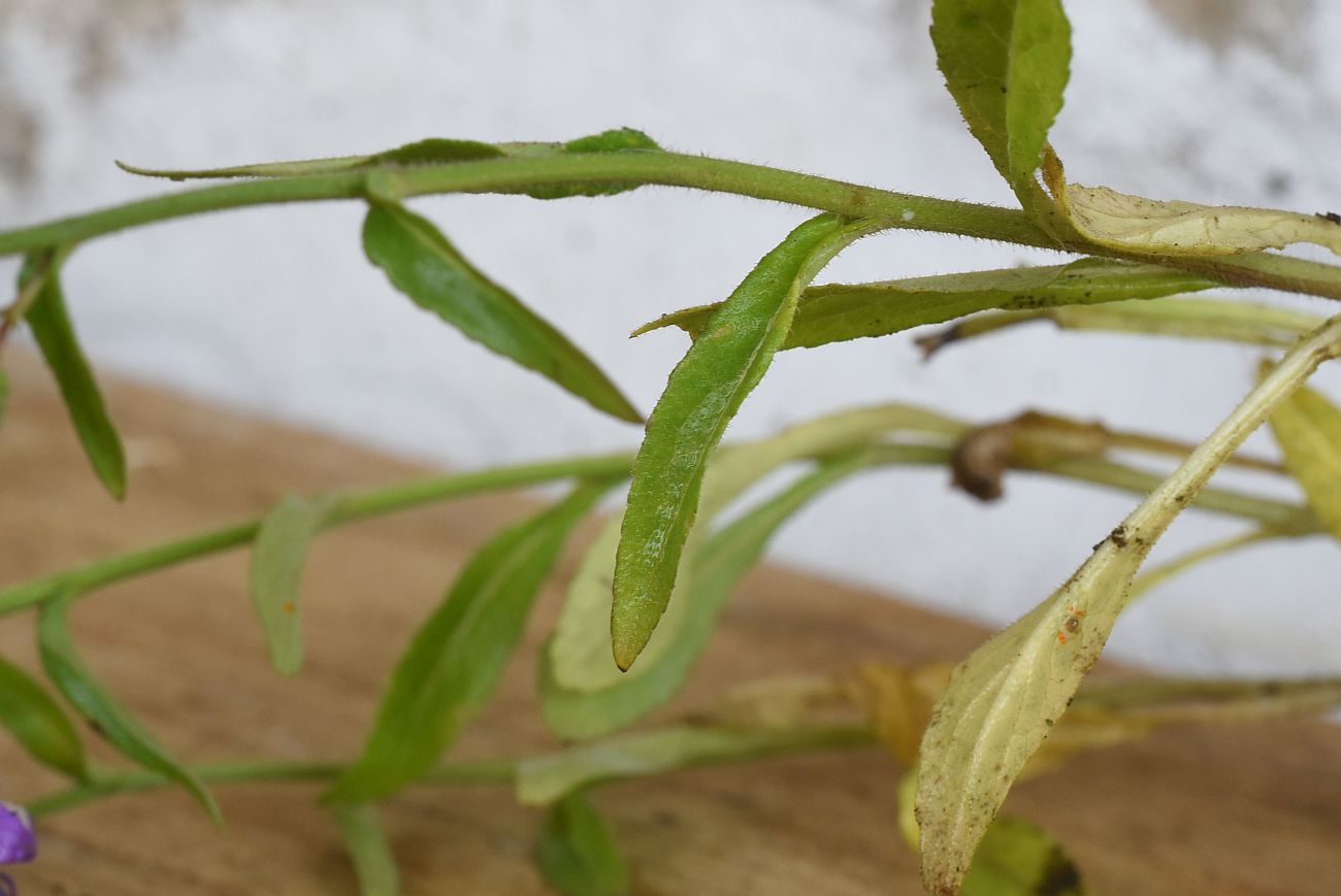 Изображение особи Campanula hohenackeri var. darialica.