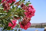 Nerium oleander