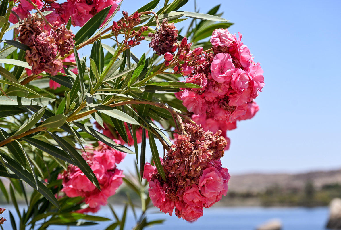 Изображение особи Nerium oleander.