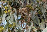 Eucalyptus camaldulensis. Часть ветви с раскрывшимися плодами. Египет, мухафаза Эль-Гиза, г. Эль-Гиза, в культуре. 28.04.2023.