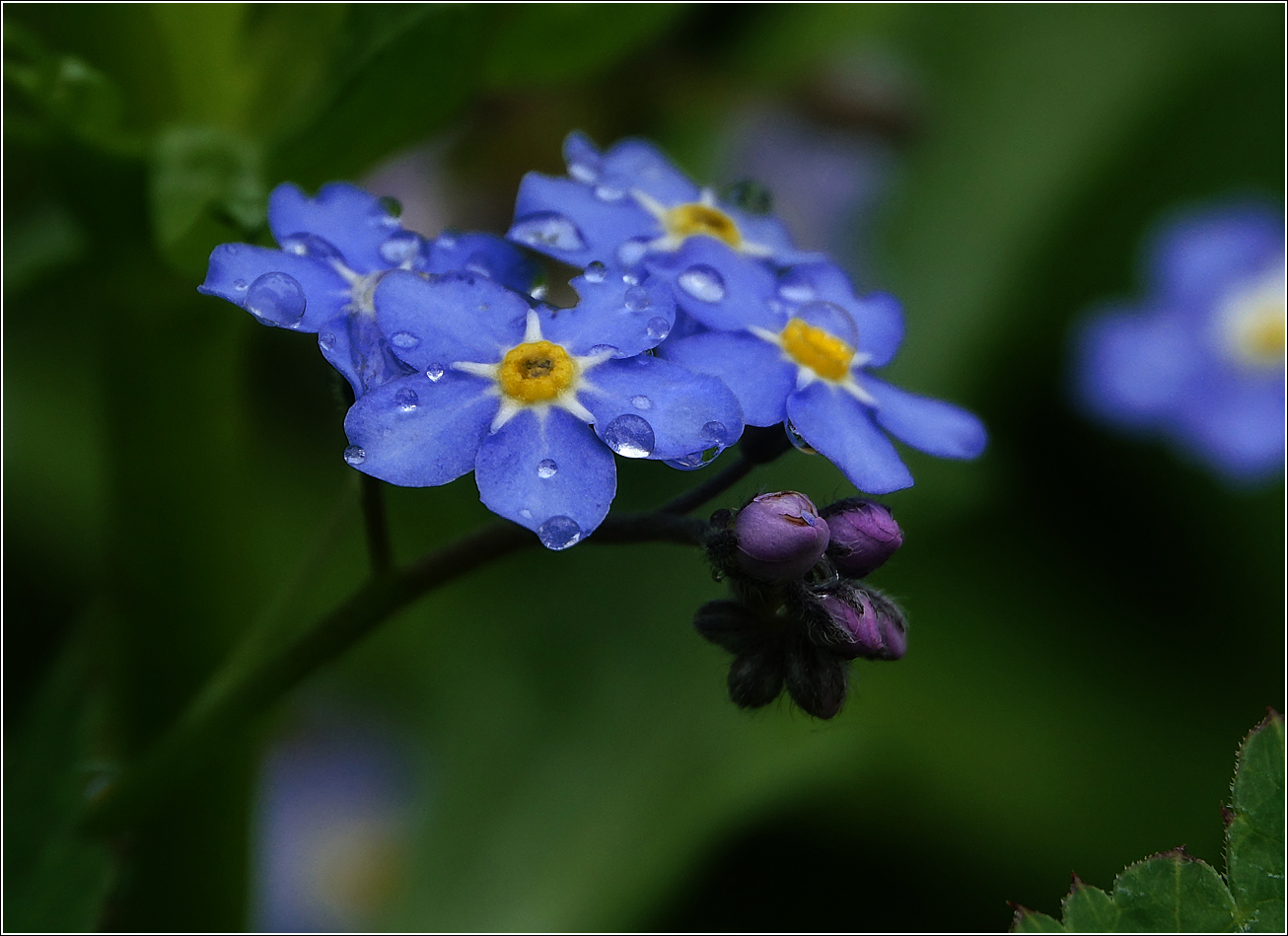 Изображение особи Myosotis sylvatica.