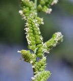 Beckmannia syzigachne. Часть цветущего соцветия (видны пыльники и рыльца пестиков). Приморский край, г. Владивосток, о. Русский, кампус ДВФУ, берег искусственного водоёма. 24.06.2023.