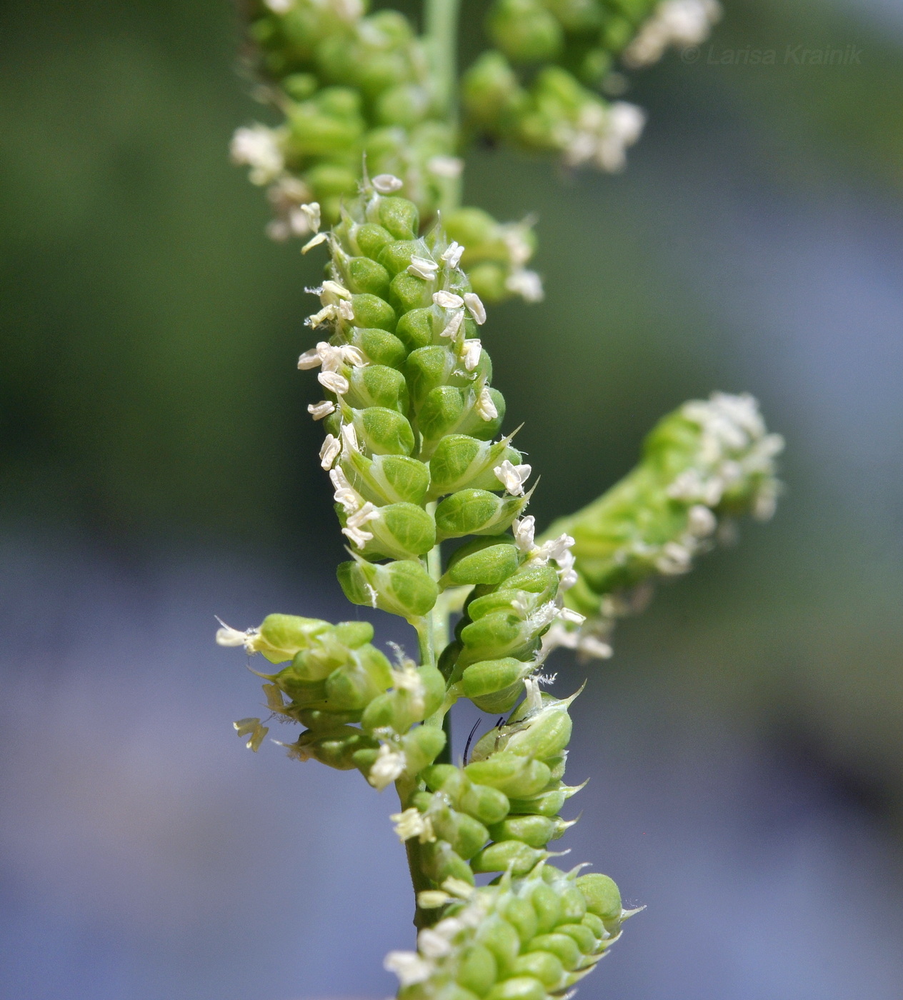 Image of Beckmannia syzigachne specimen.