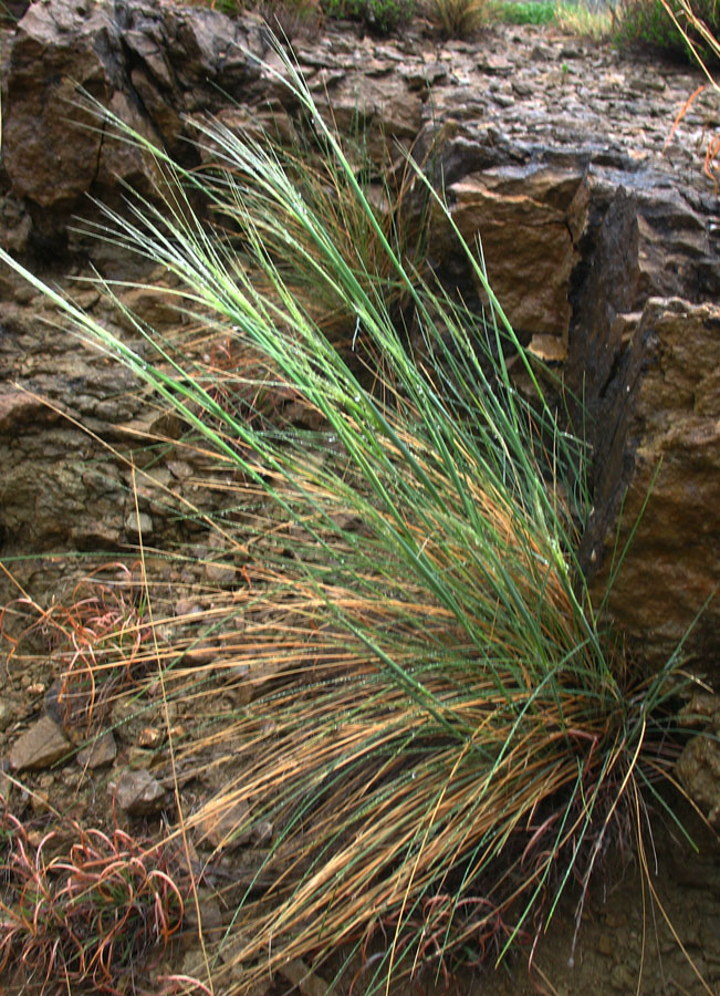 Image of Stipa caucasica specimen.