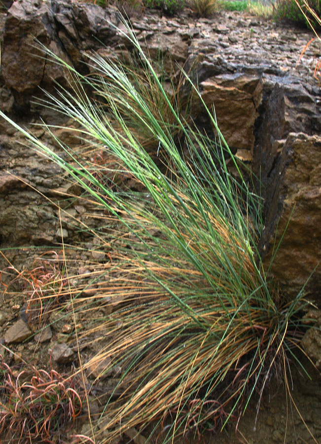 Изображение особи Stipa caucasica.