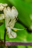 Lonicera xylosteum. Цветок. Санкт-Петербург, Красное Село, памятник природы «Дудергофские высоты», склон горы с лиственным лесом. 20.05.2023.