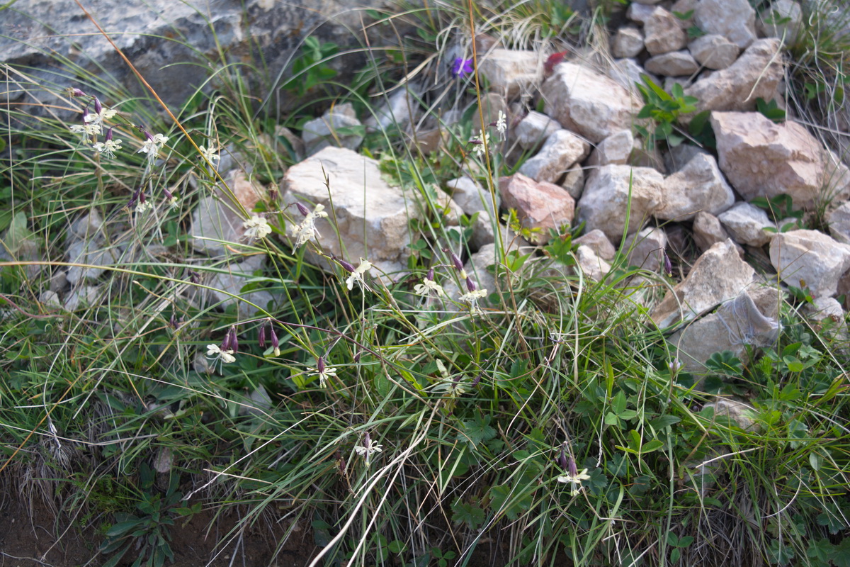 Image of genus Silene specimen.