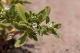 Trigonocaryum involucratum. Верхушка цветущего растения (белоцветковая форма). Кабардино-Балкария, Эльбрусский р-н, пик Терскол, ≈ 2600 м н.у.м., каменистый склон. 22.08.2023.