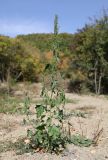 Oxybasis urbica. Зацветающее растение. ЮВ Крым, горный массив Эчкидаг, просека в дубовом лесу. 1 октября 2023 г.