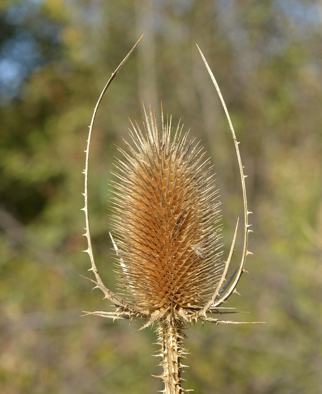 Изображение особи Dipsacus fullonum.