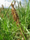 Carex hirta