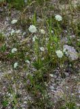 Scabiosa bipinnata