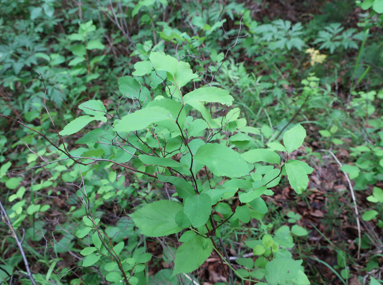 Изображение особи Spiraea beauverdiana.