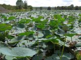 Nelumbo komarovii