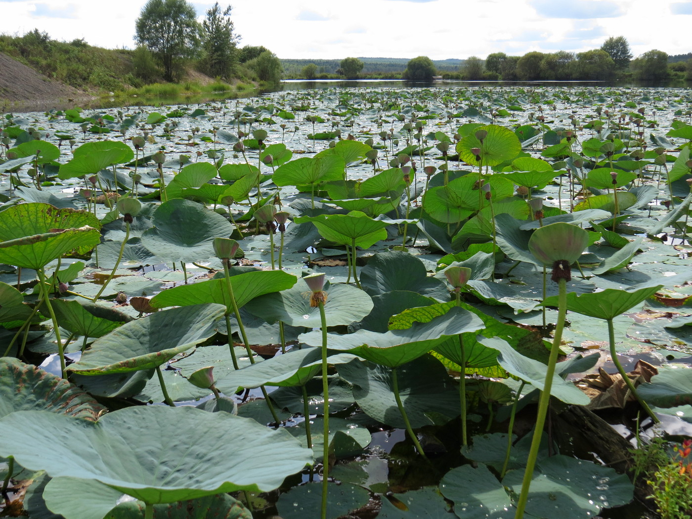 Изображение особи Nelumbo komarovii.