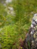 Athyrium distentifolium. Вайя. Карачаево-Черкесия, Урупский р-н, хр. Загедан, склон горы Загедан Скала, ≈ 2500 м н.у.м., альпийский луг, среди камней. 10.08.2023.