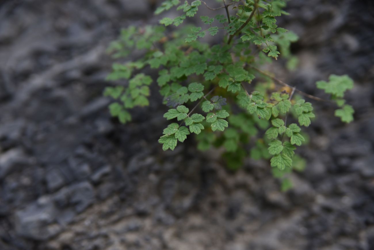 Изображение особи род Thalictrum.