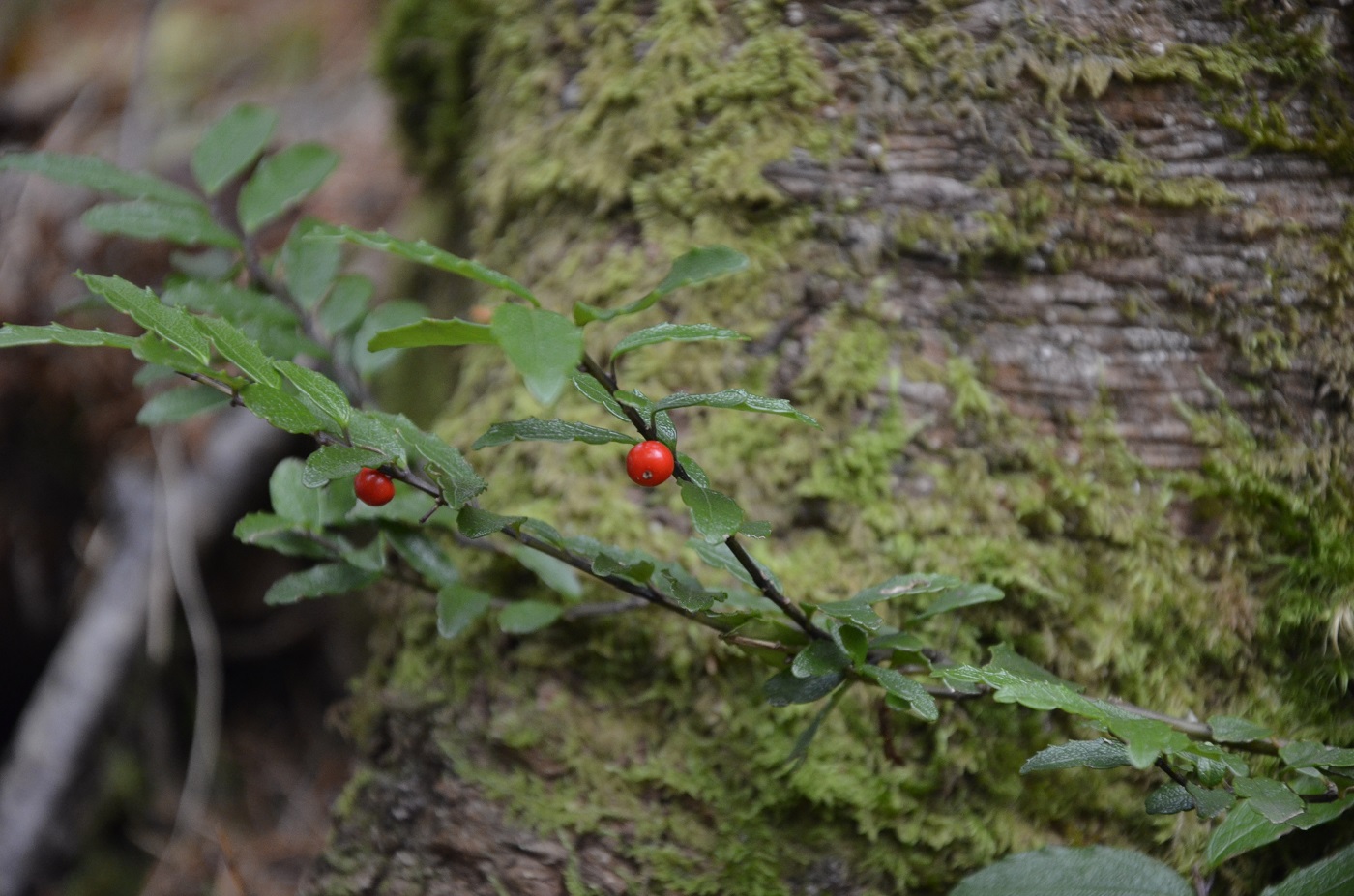 Image of Ilex rugosa specimen.