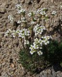 Draba magadanensis. Цветущее растение с жуком(-долгоносиком?) на цветке. Магаданская обл., Ольский р-н, бассейн р. Окса, крутой щебнисто-каменистый склон. 07.06.2023.