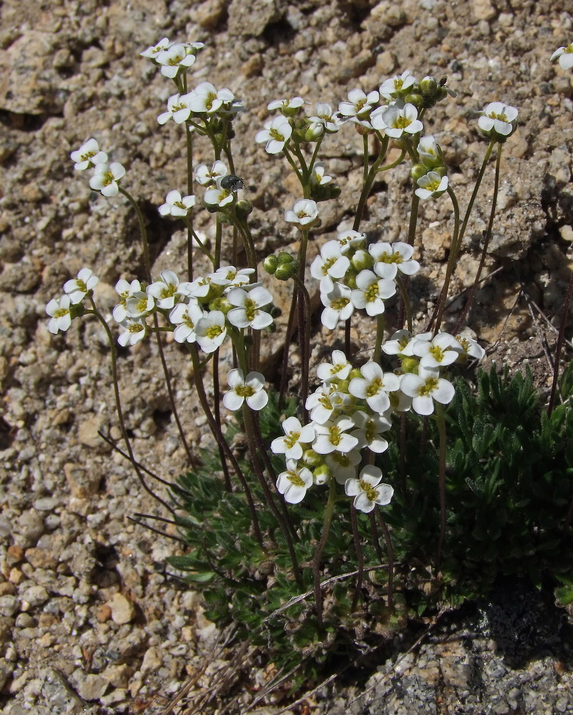 Image of Draba magadanensis specimen.