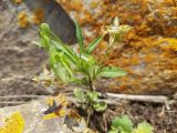 Viola occulta