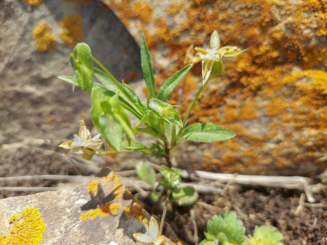 Изображение особи Viola occulta.