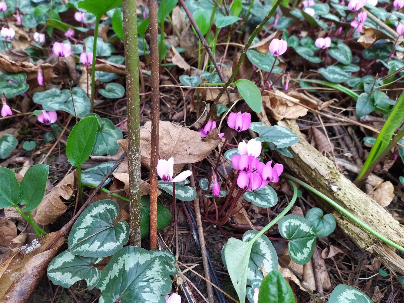 Изображение особи Cyclamen coum.