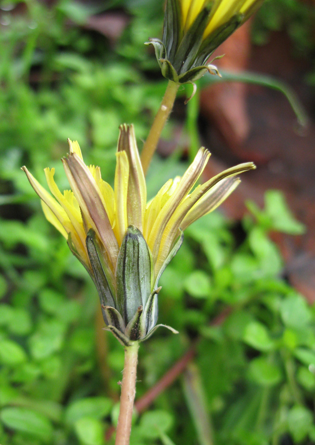 Изображение особи Taraxacum hybernum.