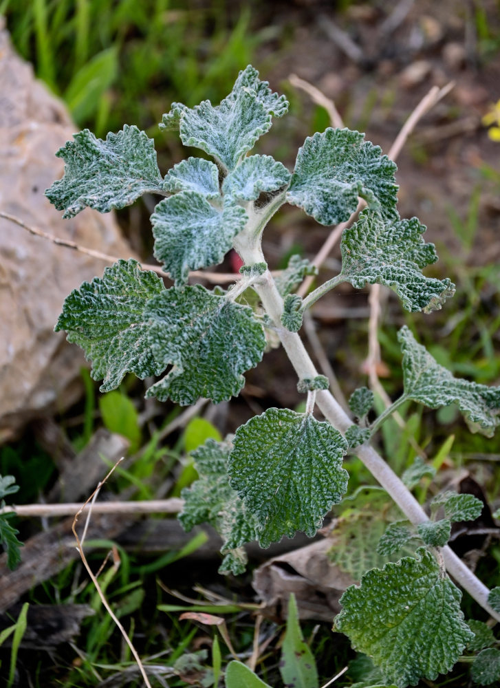 Изображение особи Marrubium vulgare.