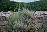 Lavandula angustifolia