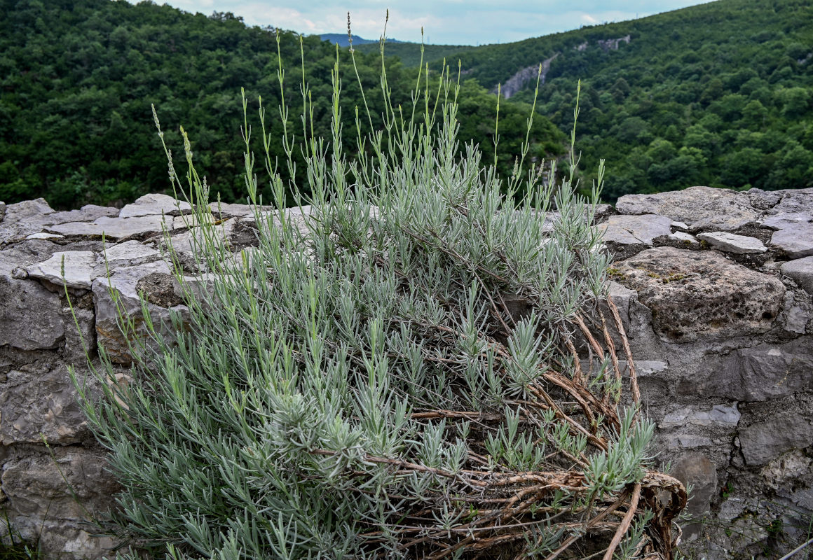 Изображение особи Lavandula angustifolia.