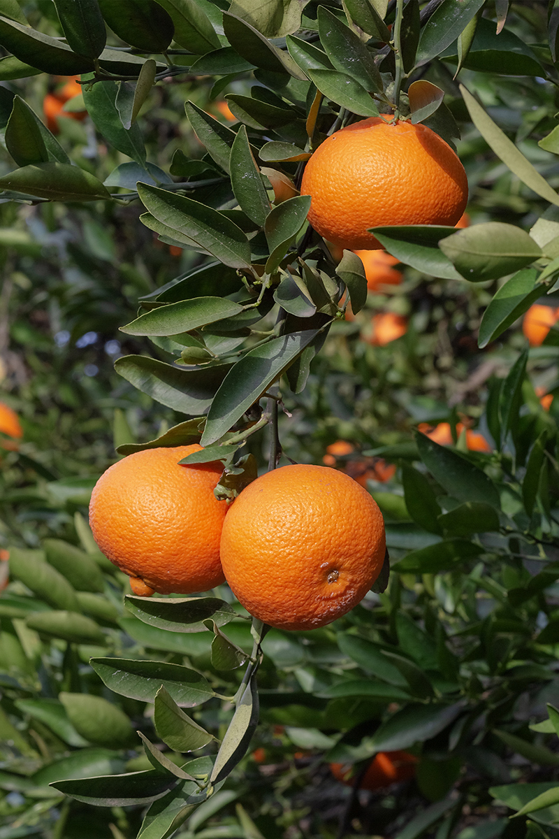 Image of Citrus reticulata specimen.