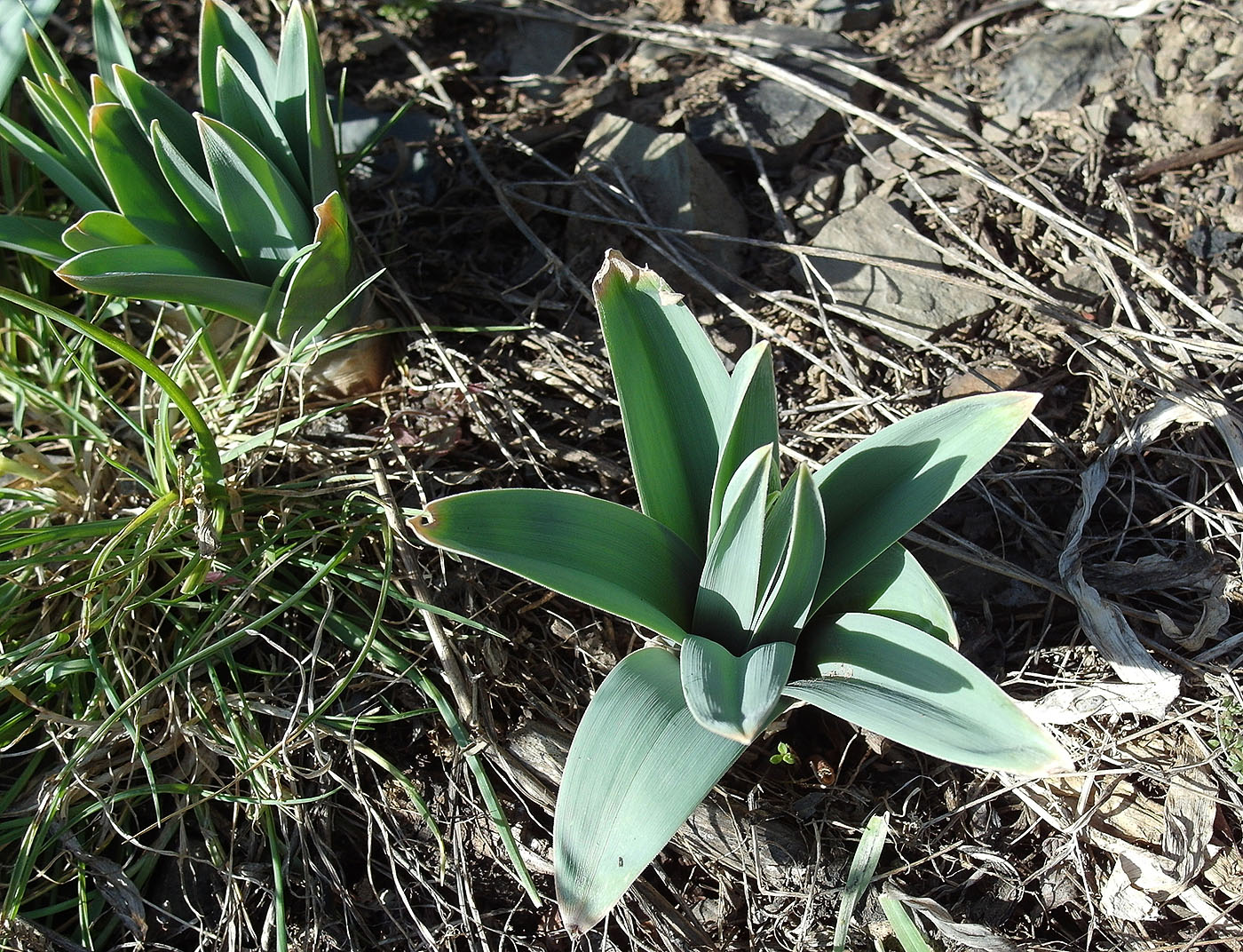 Image of Eremurus regelii specimen.
