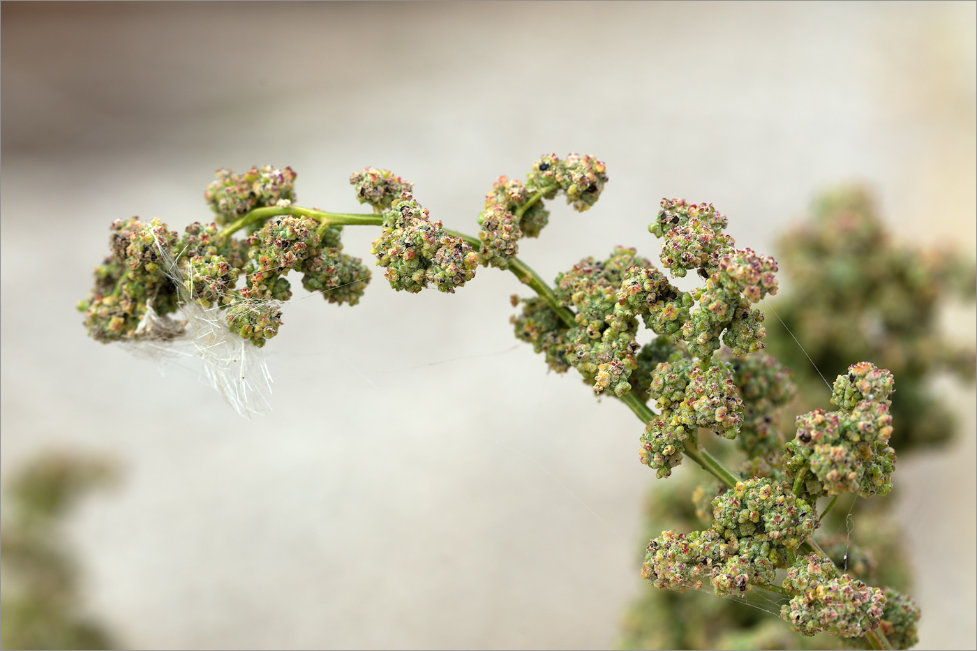 Изображение особи род Chenopodium.
