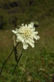 Cephalaria gigantea. Соцветие. Чечня, Шаройский р-н, окр. ур. Хилиди, луг. 23 августа 2023 г.