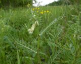 Vicia pannonica. Верхушка побега с соцветием. Краснодарский край, Крымский р-н, окр. станицы Неберджаевская, опушка дубово-грабинникового леса. 26.04.2024.