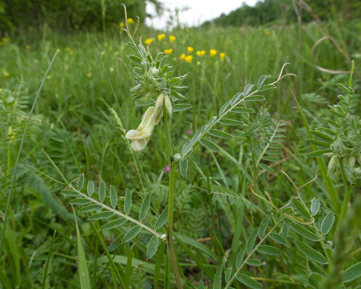 Изображение особи Vicia pannonica.