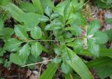 Sambucus nigra