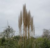 Cortaderia selloana. Верхушка плодоносящего растения. Абхазия, Гагрский р-н, с. Лдзаа, частный сад. 13.04.2024.