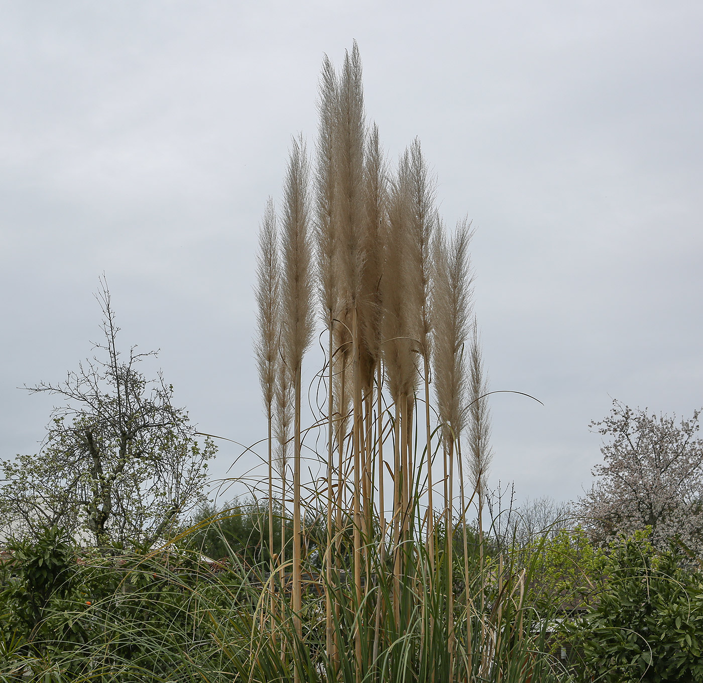Image of Cortaderia selloana specimen.