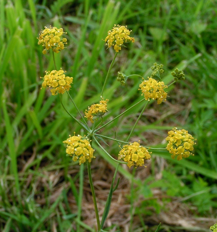 Изображение особи Bupleurum bicaule.