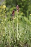 Anacamptis coriophora. Цветущие растения. Крым, Байдарская долина, луговина в лиственном лесу. 20.05.2024.