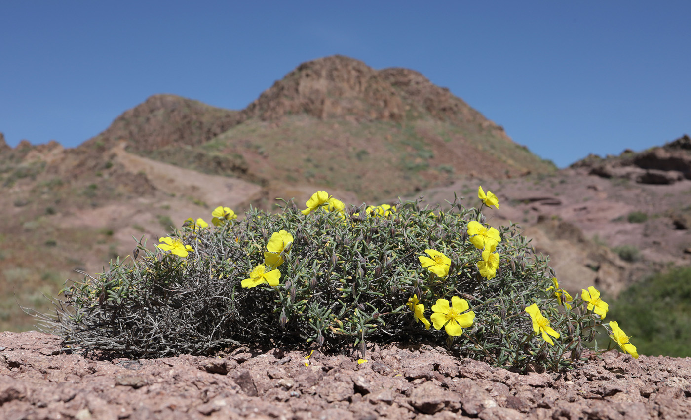 Image of Helianthemum songaricum specimen.