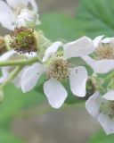 Rubus ibericus. Цветок. Краснодарский край, Крымский р-н, окр. станицы Неберджаевская, ур. Темрючки, дубово-грабовый лес, у лесного ручья. 27.06.2024.
