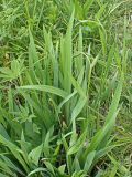 Iris setosa