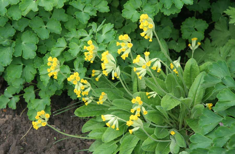 Изображение особи Primula veris.
